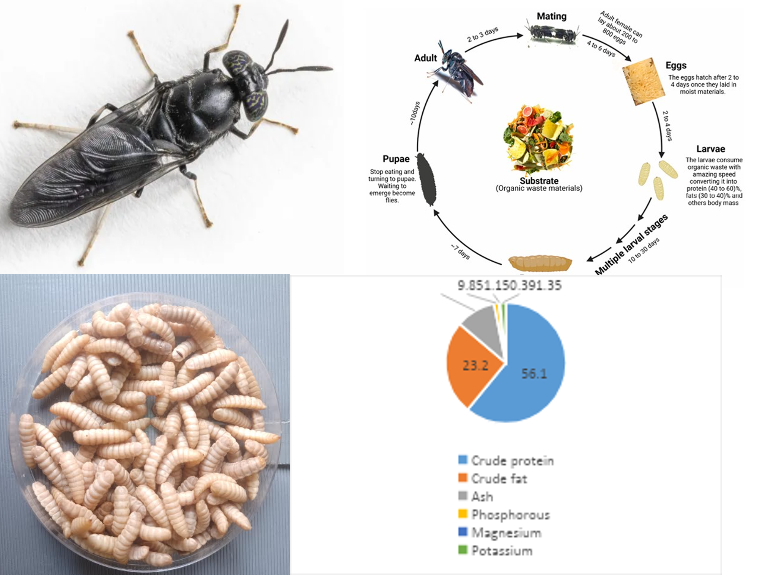 Nutrition value of BSF larvae